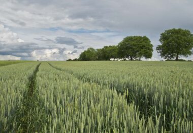 campo de trigo