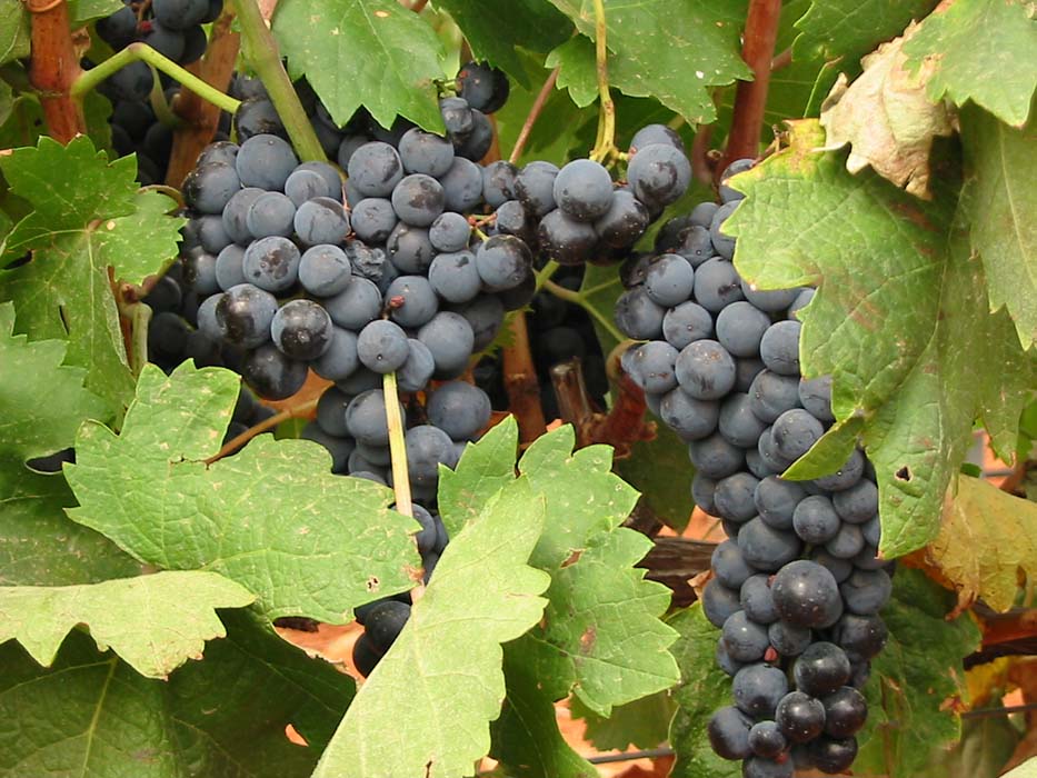 uvas tintas