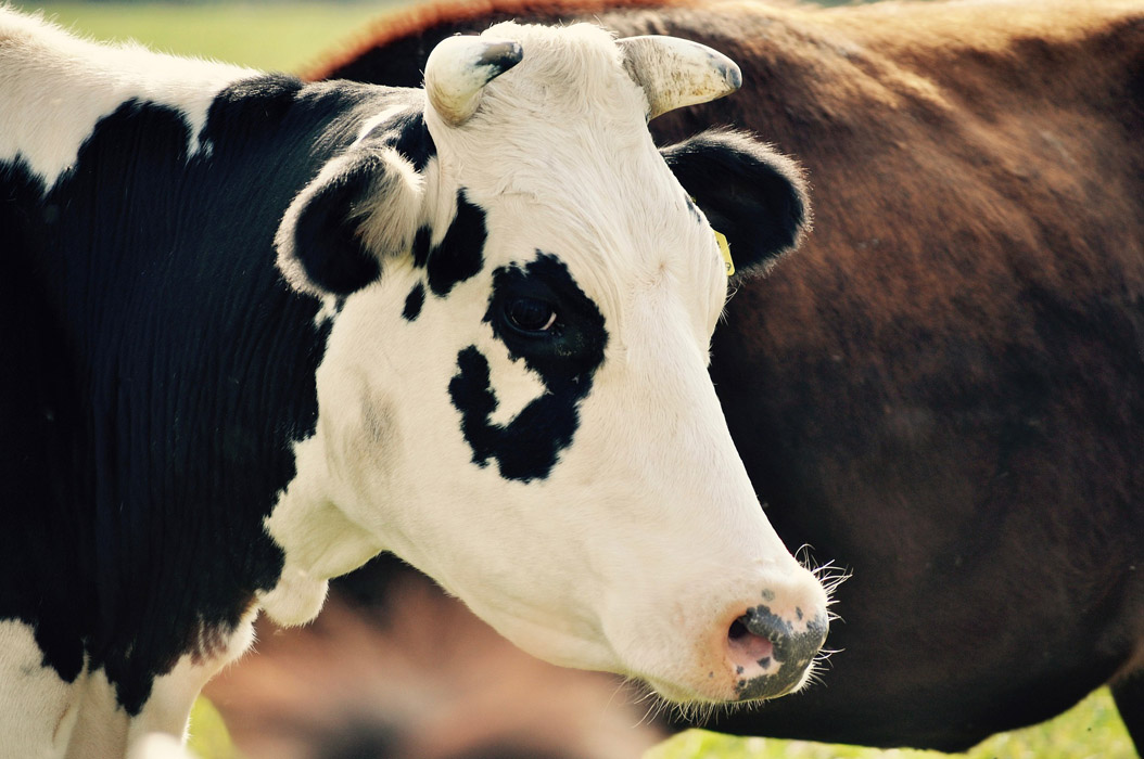 vaca de leche en el campo