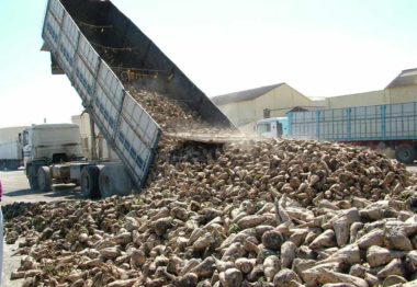 Azucarera ha recibido 369.854 toneladas de remolacha en la zona norte