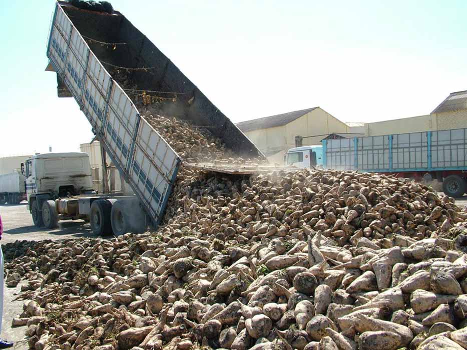 Azucarera ha recibido 369.854 toneladas de remolacha en la zona norte