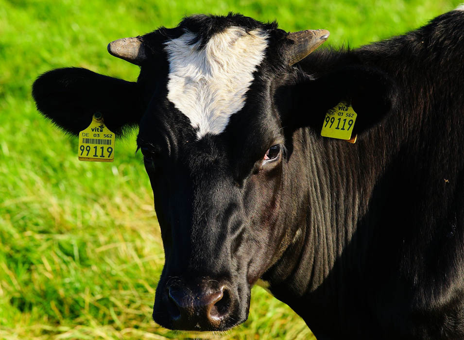 ayuda a la reducción de producción de leche de vacuno