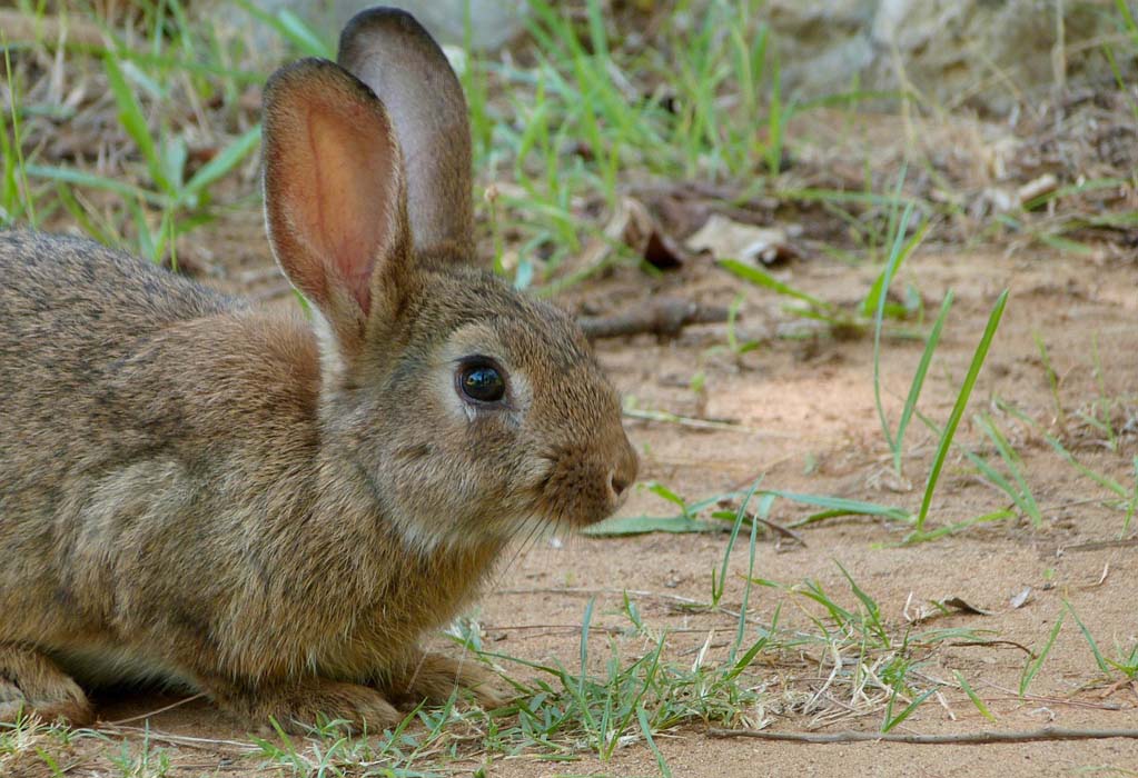 conejo