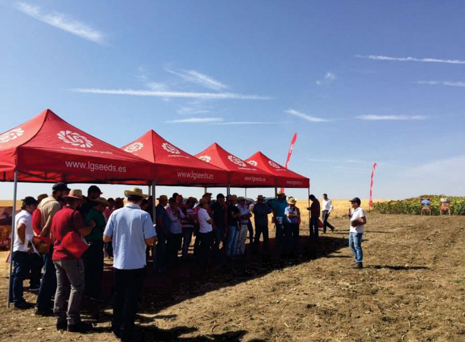 Plataforma de girasol LG en Castilla la Mancha