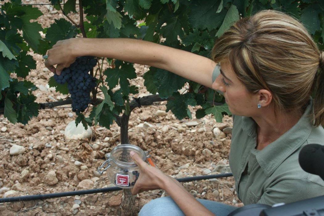 Toma de muestras para la vendimia en la D.O Rioja