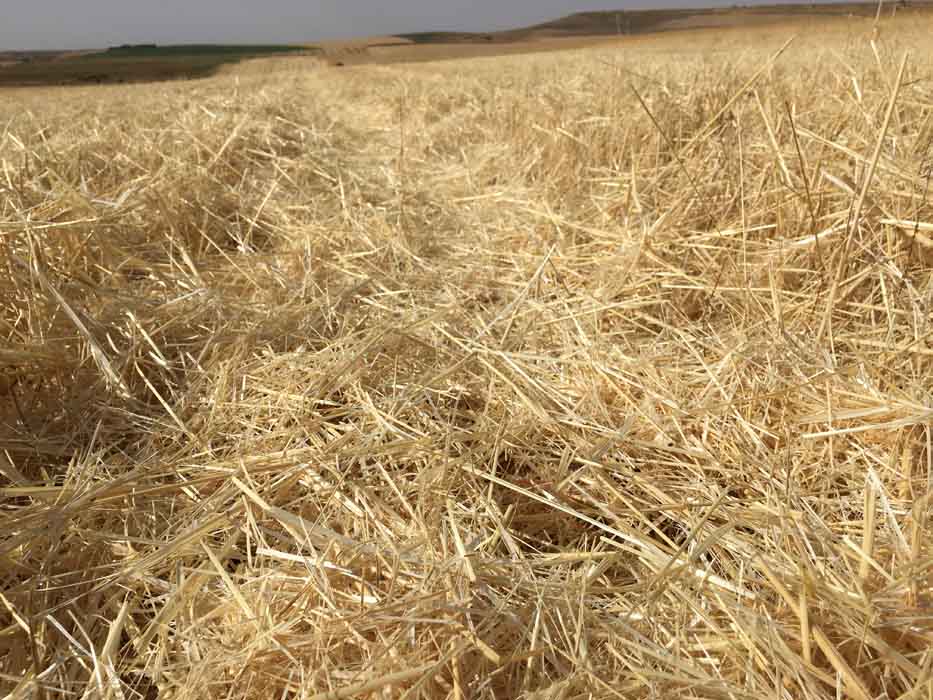 quema de rastrojos en Castilla y León