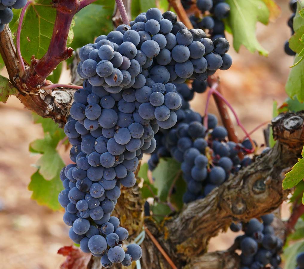 Seguro de uva de vino