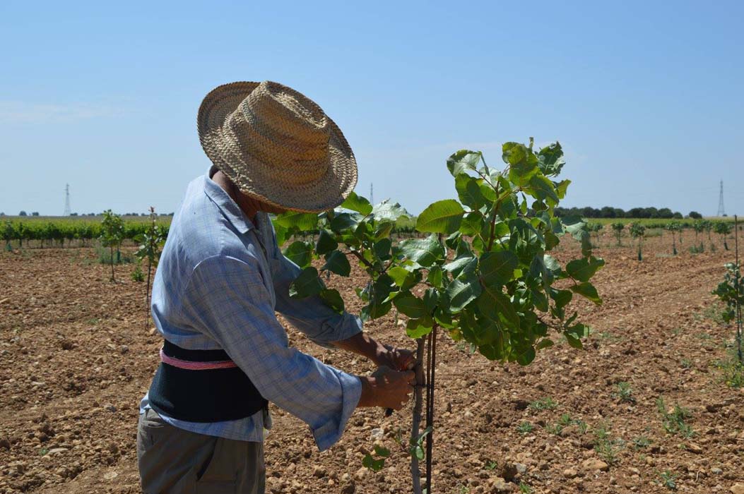 La Diputación de Valladolid e INEA presentarán el primer estudio de campo de Cultivos Alternativos