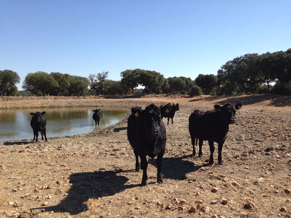 Grupo Miguel Vergara amplia cabaña ANGUS