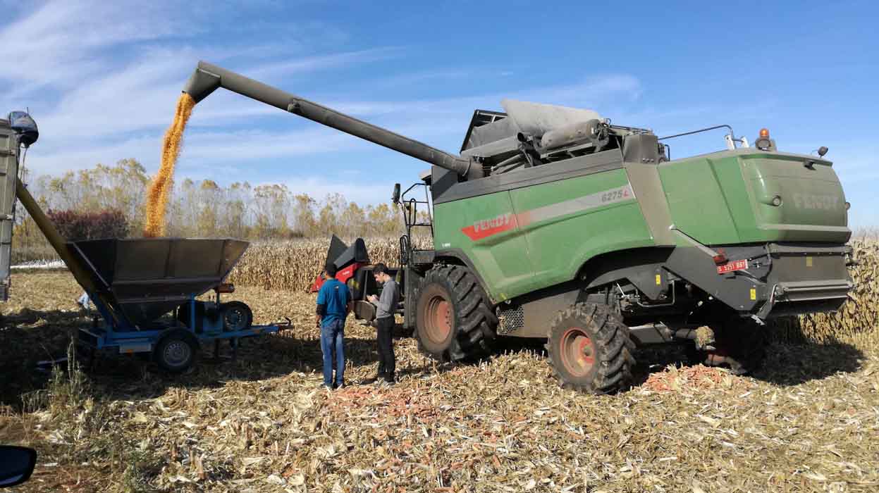 Las variedades de Dekalb pulverizan records en una jornada de maíz