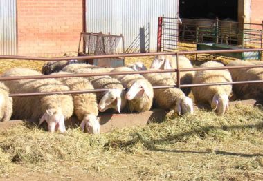 ayudas asociadas al vacuno de leche