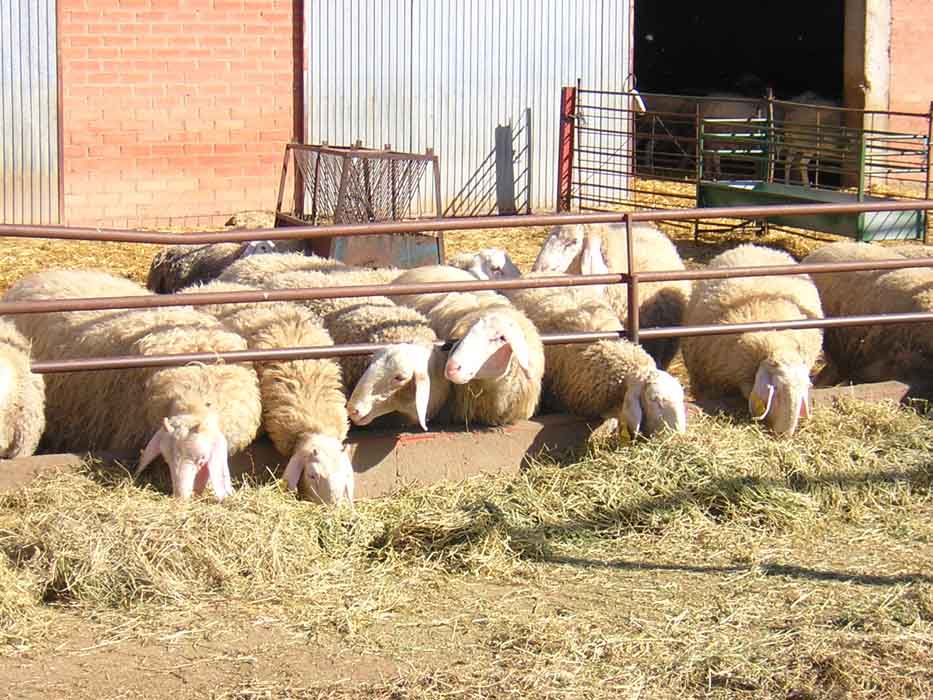 ayudas asociadas al vacuno de leche