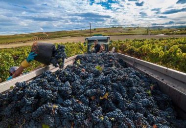 cosecha histórica en Ribera del Duero