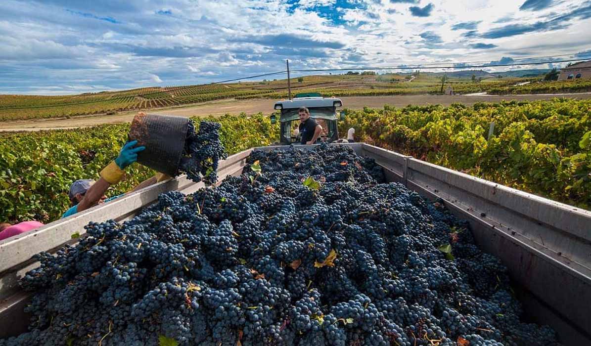 cosecha histórica en Ribera del Duero