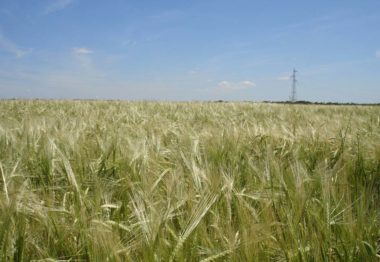 La Importancia de la cobertera en los cereales de invierno