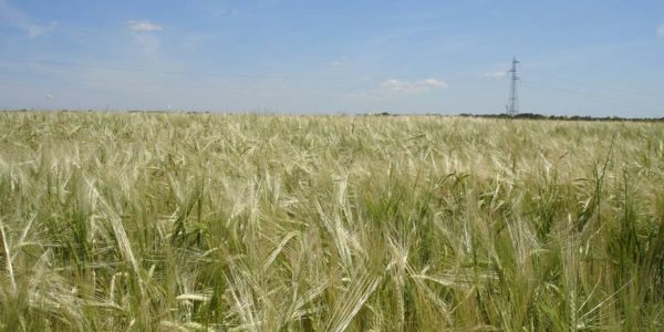 La Importancia de la cobertera en los cereales de invierno