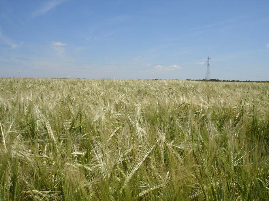 La Importancia de la cobertera en los cereales de invierno