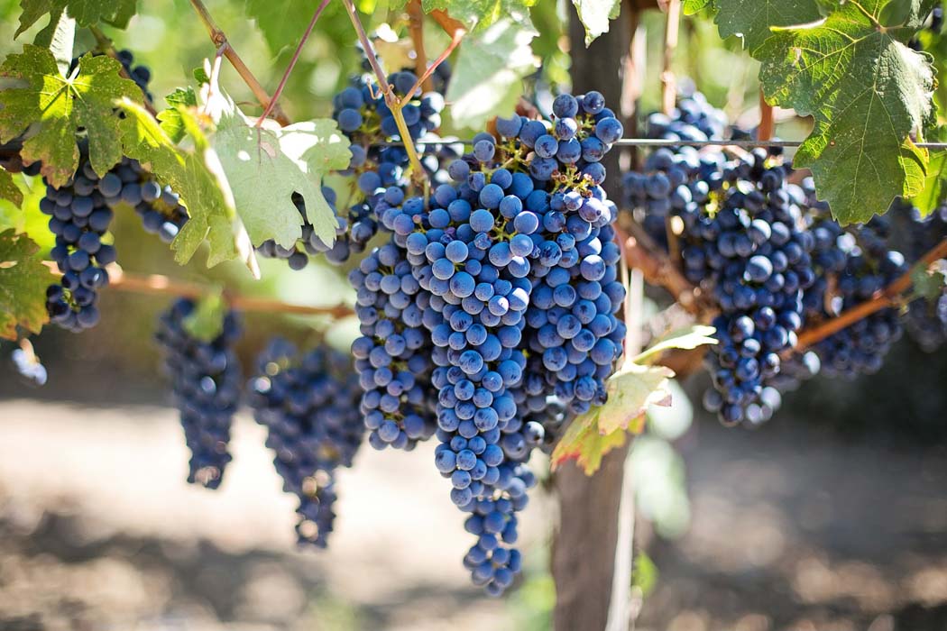 Ampliado plazo de contratación para Seguros de Otoño de Uva de Vino y herbáceos