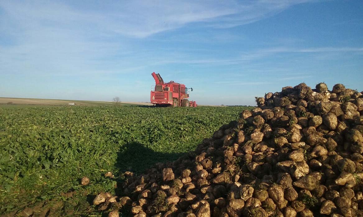 Azucarera alcanza un 61% de la remolacha estimada en la zona norte