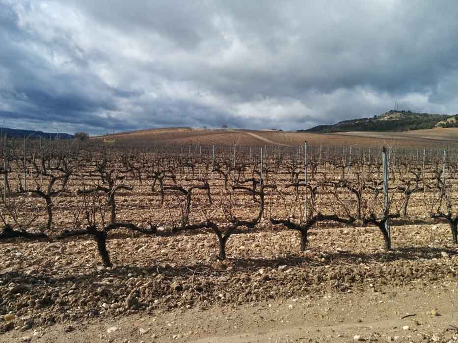 Castilla y León recibe 6,6 millones de euros para reestructuración y reconversión de viñedo