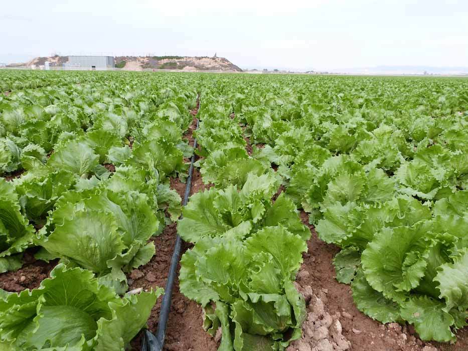 El uso eficiente de los nutrientes gracias a Nitrofoska solub