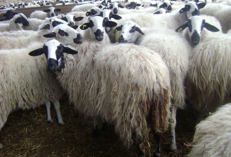 UCCL denuncia el robo de lechazos en tres explotaciones de ovino