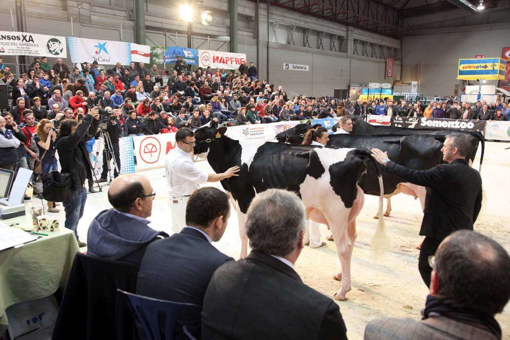 172 ejemplares de vacuno frisón competirán en la feria ABANCA CIMAG-GANDAGRO