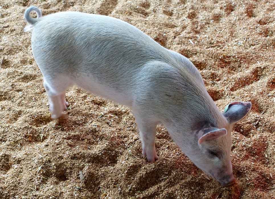 El 80 % de las granjas de porcino de Castilla y León tienen niveles de bioseguridad altos