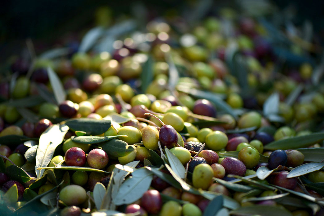 La calidad y precio de la aceituna despierta optimismo