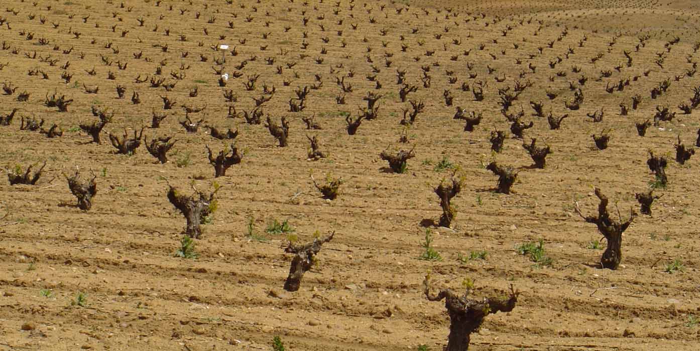 Novedades en el seguro para explotaciones de uva de vino