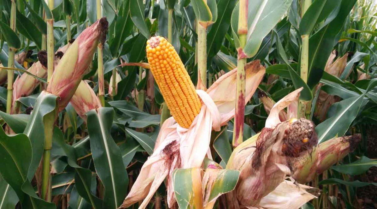 UCCL solicita ampliar hasta marzo la quema de rastrojos de maíz
