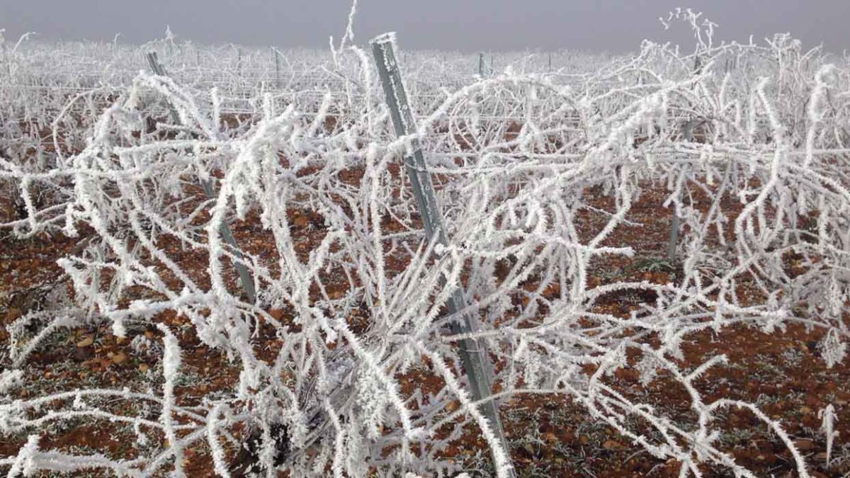 Los nuevos asegurados con el seguro de uva de vino tendrán bonificación