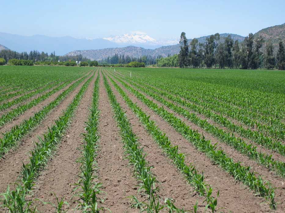 La calidad de la semilla, el factor clave para la rentabilidad en el maíz