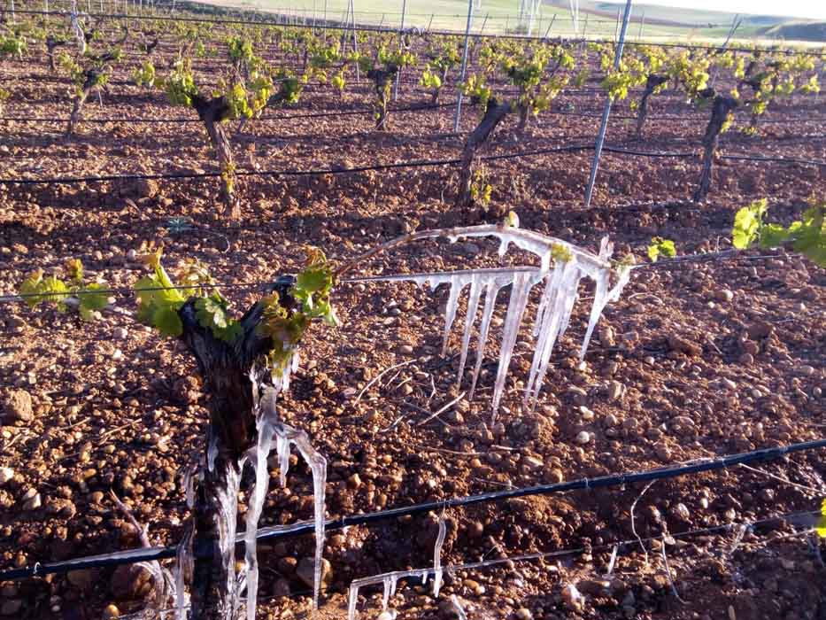 Las heladas dañan gravemente los cultivos de Castilla y León