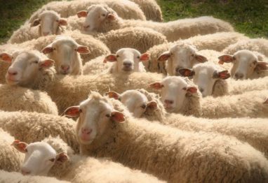 Nuevo seguro para explotaciones de ganado ovino y caprino