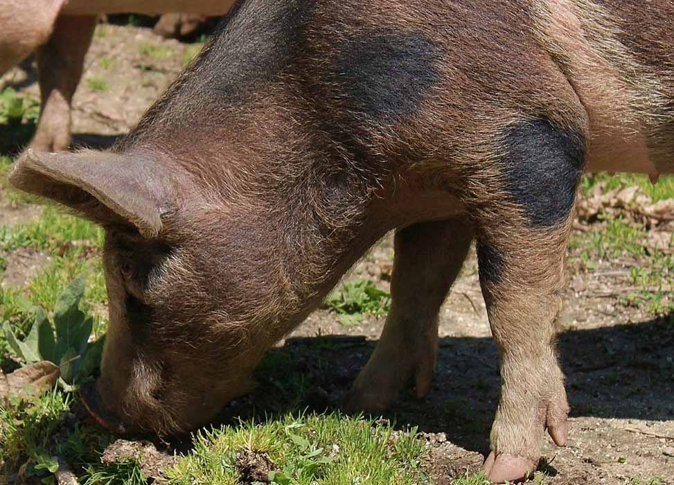 Se integra la actualización y mantenimiento de la capa de montanera en las alegaciones del SIGPAC