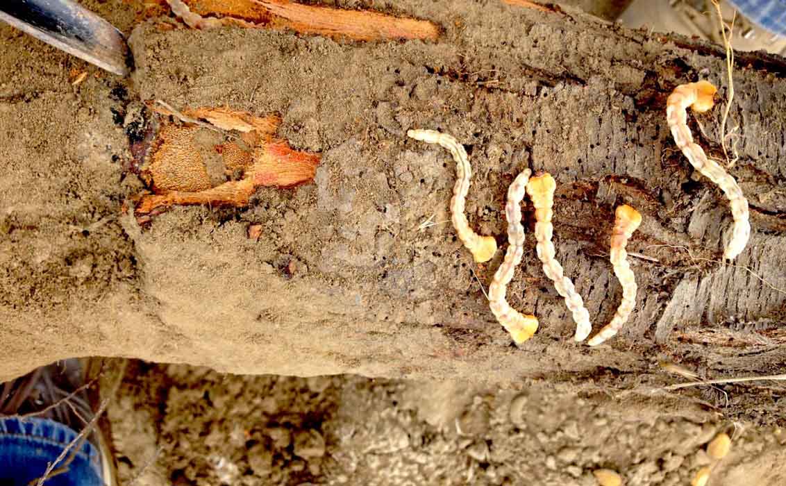 Koppert ofrece una solución biológica contra la plaga del gusano cabezudo del almendro