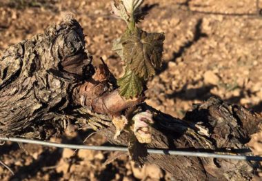 Las heladas dejan 18.000 hectáreas afectadas de uva de vinificación