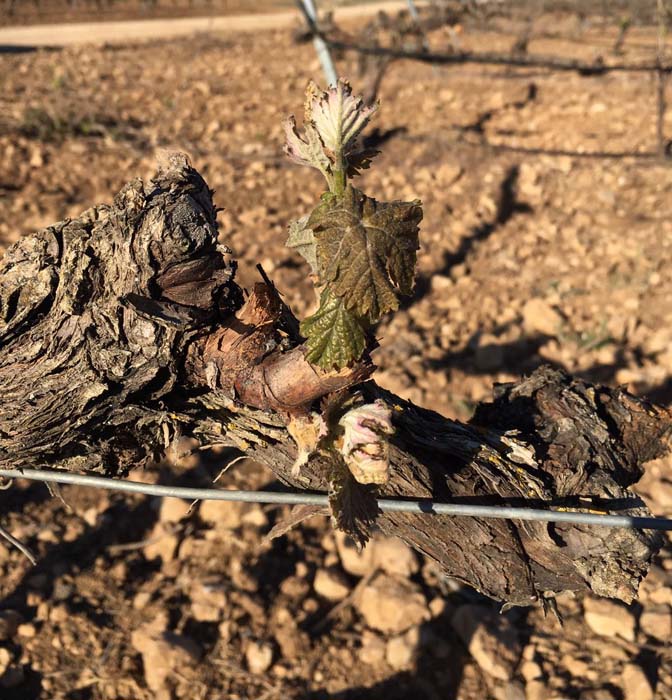 Las heladas dejan 18.000 hectáreas afectadas de uva de vinificación
