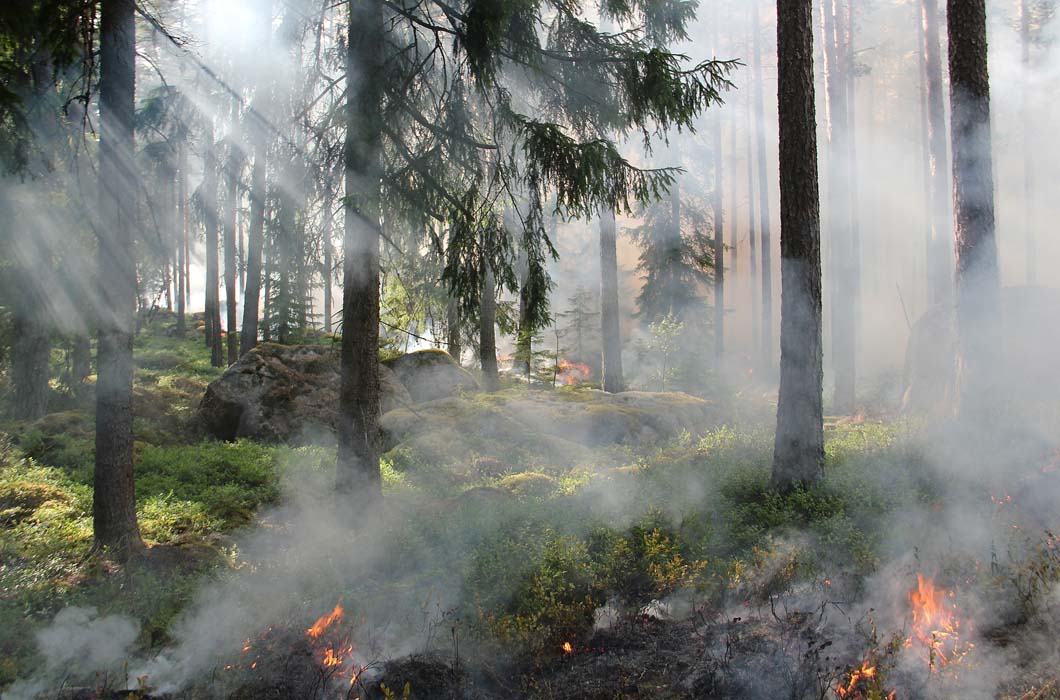 Riesgos que cubre el Seguro para Explotaciones Forestales