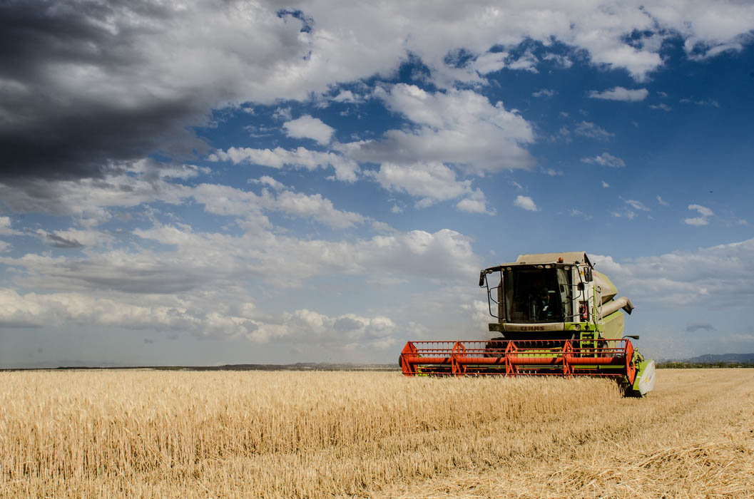 Cooperativas Agro-alimentarias estima una cosecha de cereales de 15,2 millones