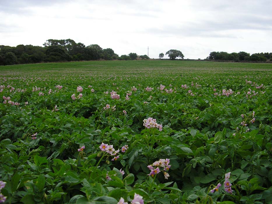 Aumentan las exportaciones de cultivos estratégicos como la alfalfa, la planta de fresa y la patata de siembra.