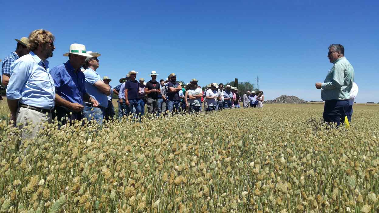 Los visitantes hacen una parada en campo de remolacha de KWS.