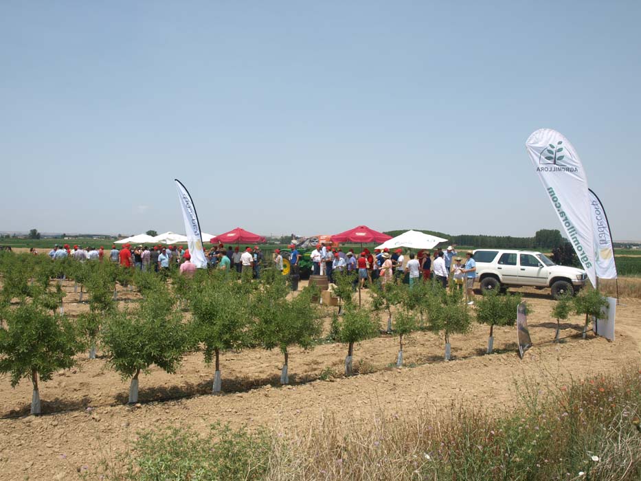 La jornada finalizó con una visita al campo, para ver una plantación de almendro en seto con el portainjerto enanizante Rootpac 20.