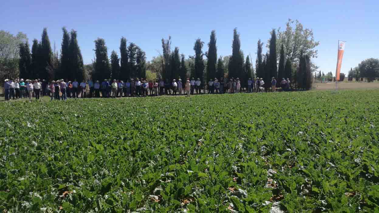 Los visitantes hacen una parada en campo de remolacha de KWS.