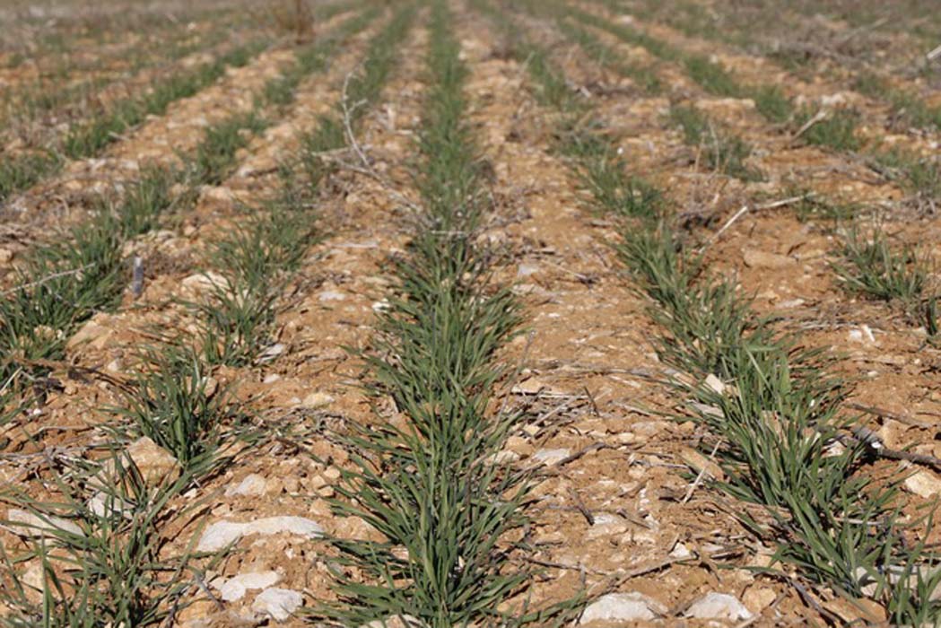 Importancia de la fertilización localizada en los cereales de invierno