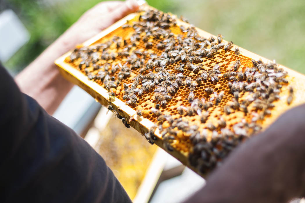 Nace PICA para impulsar la transformación digital de la apicultura