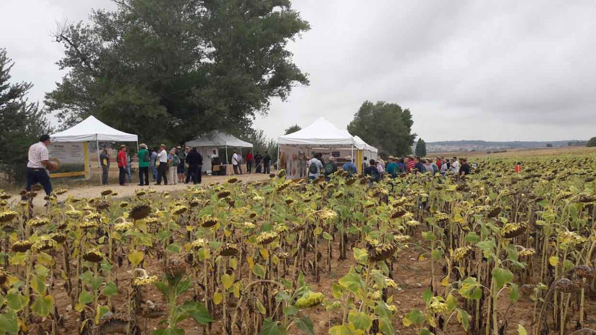 Syngenta muestra el potencial productivo de sus variedades de girasol