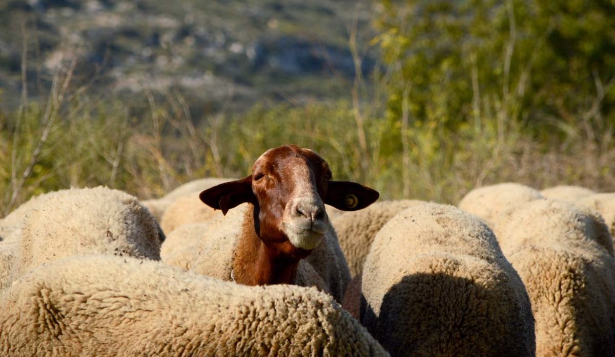 La iniciativa Esquellana busca recuperar la producción de lana valenciana