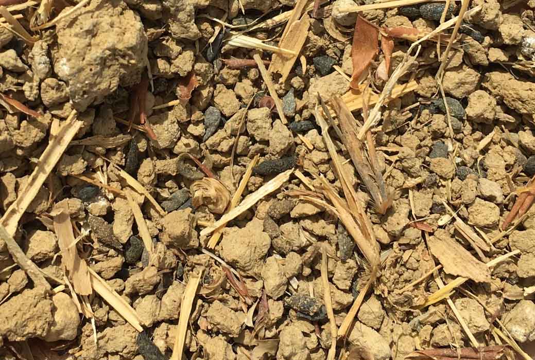 Sus topillos comen avena loca los míos también